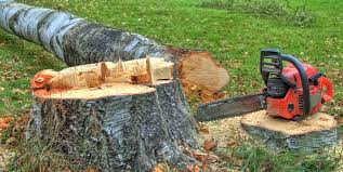  Bethpage, NY Tree Removal Pros