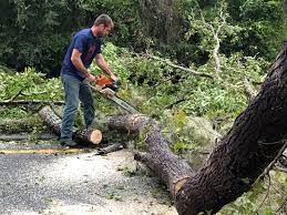 Best Root Management and Removal  in Bethpage, NY