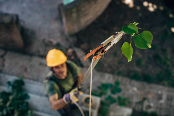 How Our Tree Care Process Works  in  Bethpage, NY