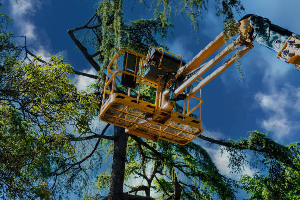 Best Hazardous Tree Removal  in Bethpage, NY