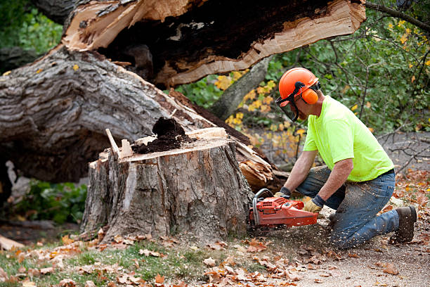 Best Utility Line Clearance  in Bethpage, NY