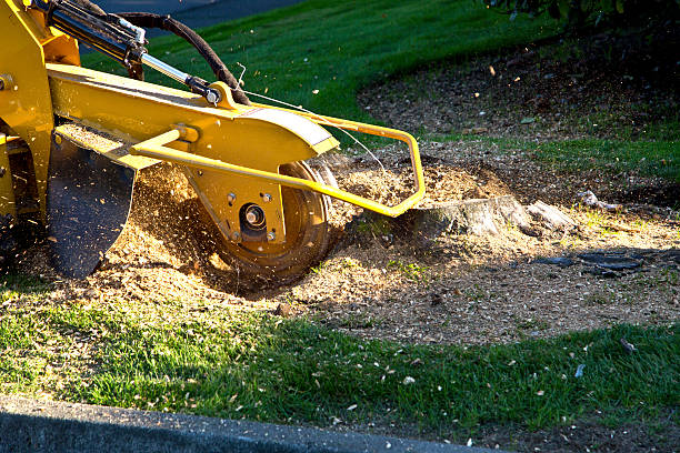 Best Tree Maintenance Programs  in Bethpage, NY