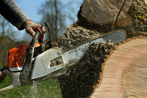 Best Tree Trimming and Pruning  in Bethpage, NY