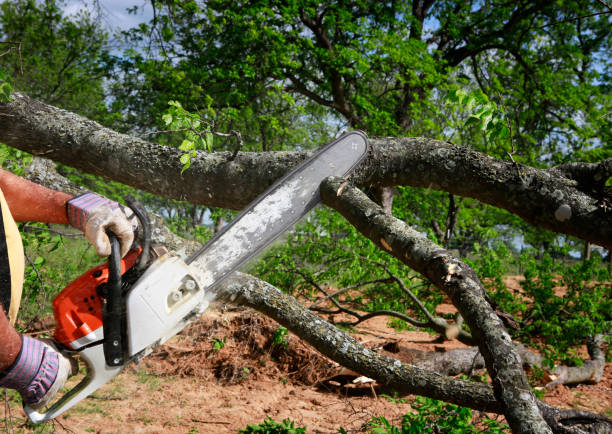 Best Tree Cabling and Bracing  in Bethpage, NY